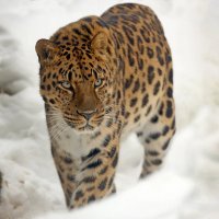 леопард :: Михаил Бибичков