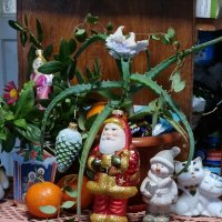 Новогодняя композиция этого года :: Наталья 