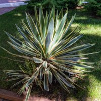 чем не ежик :: navalon M