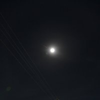 Лунное галло :: Prizrak 777 Лунное галло :: Prizrak 777