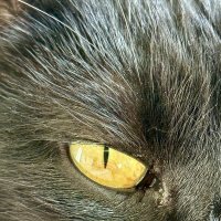 Кошачий глаз. :: Валентина .