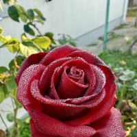 Роза в росе :: Валентина .