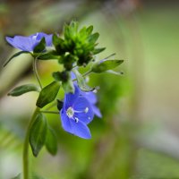 Вероника :: Надежда Куркина 