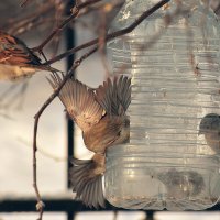 Кто смел, тот и съел. :: Татьяна Помогалова Кто смел, тот и съел. :: Татьяна Помогалова