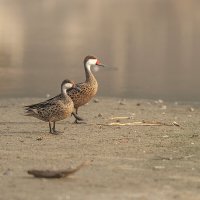 Перуанская авифауна в кадре :: Svetlana Galvez