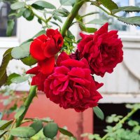 ,,, :: Сергей Тимоновский