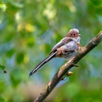 Молодой ополовник :: Владимир Лазарев