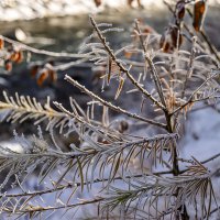 Зимний этюд :: Игорь Сикорский