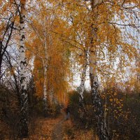 октябрь в берёзовой аллее :: Елена Шаламова