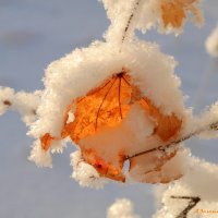 Зимы этюды... :: Андрей Заломленков