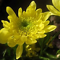 Солнечная хризантема :: Елена Семигина