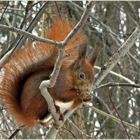 Белочка парка Макса Ашманна. :: Валерия Комова Белочка парка Макса Ашманна. :: Валерия Комова