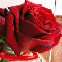 Всех Ниночек с днем Ангела поздравляю!!! :: Татьяна Пальчикова