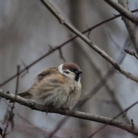 *** :: Александр. AVG100 ---