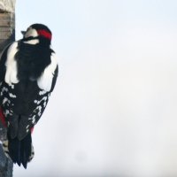 раз,два,три....я иду искать :: леонид логинов