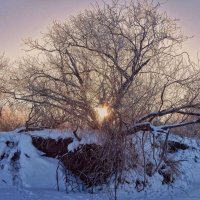 Солнышко запуталось в ветвях! :: Елена Хайдукова  ( Elena Fly )