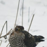 Ястреб :: Татьяна Евдокимова