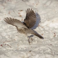 Рябинник на взлёте. :: Вадим Басов