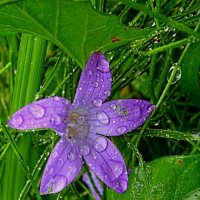 Гость из Лета... :: Галина Кузьмина Гость из Лета... :: Галина Кузьмина