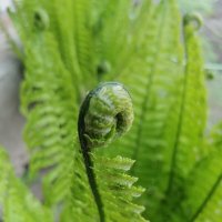 **** :: Зоя Мишина **** :: Зоя Мишина