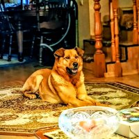 Леон. :: Михаил Столяров