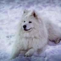 самоед :: Артём Евтюхов