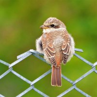 Жуланчик :: Ольга Митрофанова