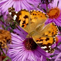 опять про бабочек...358 :: Александр Прокудин