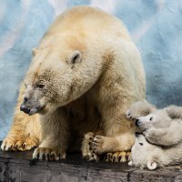 Белый :: SanSan 