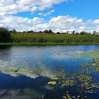 Старица с кувшинками и камышом :: Владимир Кириченко Старица с кувшинками и камышом :: Владимир Кириченко