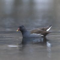 камышница :: юрий макаров