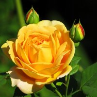 Королева красоты :: Лариса С.