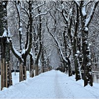 Зимние аллейки. :: Валерия Комова Зимние аллейки. :: Валерия Комова