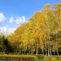 БЕРЕЗОВАЯ АЛЛЕЯ ОСЕНЬЮ :: Валентина БЕРЕЗОВАЯ АЛЛЕЯ ОСЕНЬЮ :: Валентина