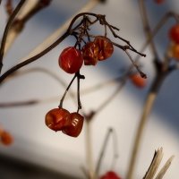 Зимние ягоды :: Мариша Зимние ягоды :: Мариша