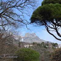 Природа Крыма :: Amazing Cosmea