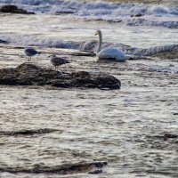 Птицы :: Анатолий Чикчирный