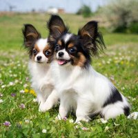 ЩЕНКИ :: СЕРГЕЙ ФИЛОЧКИН ЩЕНКИ :: СЕРГЕЙ ФИЛОЧКИН