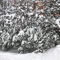 Снежный январь :: Светлана 