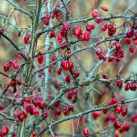 Январский урожай :: Юрий Яловенко