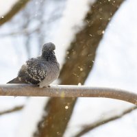 Голубь :: Александр Синдерёв