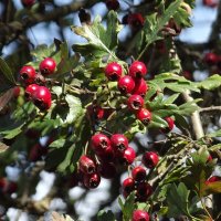 Боярышник :: Freddy 97