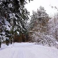 По дорожке в зимний лес :: Наталья ***