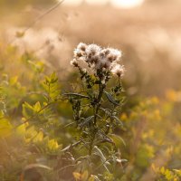 Маленькая красота :: Вячеслав Владимирович Маленькая красота :: Вячеслав Владимирович