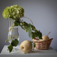 Натюрморт с зелёной гортензией. :: Лилия *