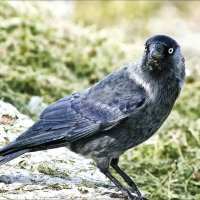 Галка - примечательная птица :: Валентина * Галка - примечательная птица :: Валентина *