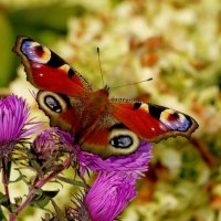 опять про бабочек...364 :: Александр Прокудин