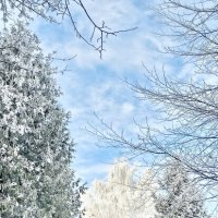 Зима в Калининграде :: Михаил Свиденцов