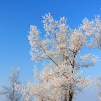 холодная красота. :: nadyasilyuk Вознюк