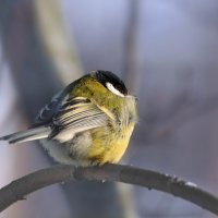 Не хочу фотографироваться. :: Татьяна Бравая Не хочу фотографироваться. :: Татьяна Бравая